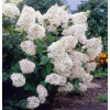 Саженец гортензии метельчатой Грандифлора (Grandiflora): фото и описание