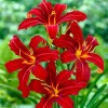 Саженец лилейника гибридного Кримсон Пират (Crimson Pirate): фото и описание
