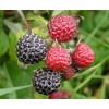 Саженец малины Блэк Джевел (Black Jewel) (Черная): фото и описание