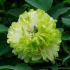 Саженец пиона древовидный Грин Джейд (Green Jade): фото и описание