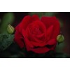 Саженец чайно-гибридной розы Лавли Ред (Lovely Red): фото и описание