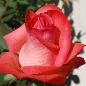Роза Рапаэла (Raphaela) (чайно-гибридная)