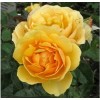 Саженец штамбовой розы Эмбер Куин (Amber Queen): фото и описание