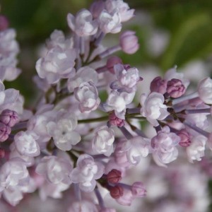 Сирень Анабель (Anabel)