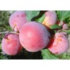 Саженец Алычи (Средняя/Красная) Дынная: фото и описание
