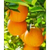 Саженец Апельсина Верна (Verna): фото и описание