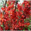 Саженец Айвы японской Клементина (Clementine): фото и описание