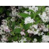 Саженец дейции розовой Кампанулата (Campanulata) : фото и описание