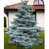 Саженец Ели колючая Мисти Блу (Pungens Misty Blue) (саженец до 40 см): фото и описание
