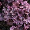 Саженец гейхеры мелкоцветковой Палас Пурпл (Palace Purple): фото и описание