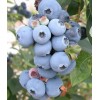 Саженец голубики Свитхарт (Sweetheart): фото и описание