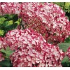 Саженец гортензии древовидной Руби Аннабель (Ruby Annabelle): фото и описание