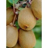 Саженец киви Матуа (Matua): фото и описание