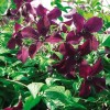 Саженец клематиса Блэк Принц (Black Prince): фото и описание