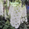 Саженцы Дельфиниума Пацифик Джиант (Pacific Giant) (белый) - 5 шт.: фото и описание