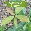 Саженцы дуба Каштанолистный до 20 см - 5 шт.: фото и описание