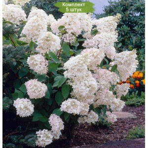 Комплект 5шт / Гортензия Грандифлора (Grandiflora) (метельчатая)