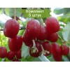 Саженцы гуми Таиса - 5 шт.: фото и описание