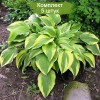 Саженцы хосты Антиох (Hosta Antioch) - 5 шт.: фото и описание