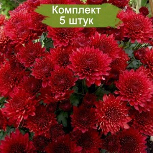 Комплект 5шт / Хризантема Бранхилл Ред (Branhill Red) (мультифлора/бордовая)