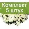 Саженцы хризантемы мультифлора Черил уайт (Cheryl White) - 5 шт.: фото и описание