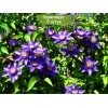 Саженцы клематиса Мульти Блю (Multi Blue) - 5 шт.: фото и описание