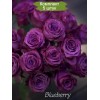 Саженцы чайно-гибридной розы Блуберри (Blueberry) - 5 шт.: фото и описание