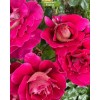 Саженцы кустовой розы Черри Фолиес (Cherry Folies) - 5 шт.: фото и описание