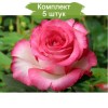 Саженцы чайно-гибридной розы Хайлендер (Haylender) - 5 шт.: фото и описание