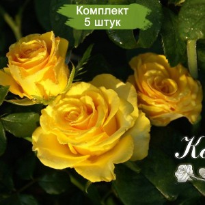 Комплект 5шт / Роза Керио (Kerio) — чайно-гибридная