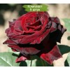 Саженцы чайно-гибридной розы Перль Нуар (Perle Noire) - 5 шт.: фото и описание