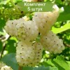 Саженцы шелковицы (тутовника) Белая Плакучая - 5 шт.: фото и описание