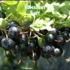 Саженцы смородины золотистой Изабелла - 5 шт.: фото и описание
