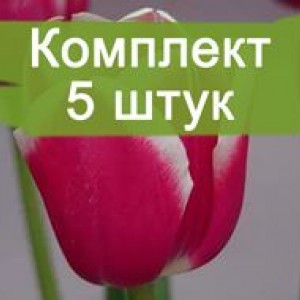 Комплект 5шт / Тюльпан Фуранд (Furand)
