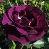 Саженец розы кустовой Миднайт Блу (Midnight Blue): фото и описание