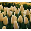 Луковица тюльпана Крем Фрэш (Creme Fraiche): фото и описание