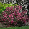 Саженец вейгелы садовой Виктория (Weigela Victoria): фото и описание