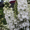 Саженец дельфиниума Грим (Gream): фото и описание
