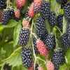 Саженец ежевики Бжезина (Brzezina): фото и описание