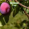 Саженцы Алычи Кремень (Средняя/Красная) - 5 шт.: фото и описание