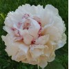 Саженец пиона Роз Мари Линс (Rose Marie Lins): фото и описание