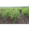 Саженец вишни оптом (от 500 шт.)